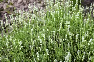 lavandula ang. 'arctic snow' P9 - afbeelding 1