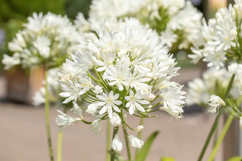 Agapanthus hybr. 'Arctic Star' P9