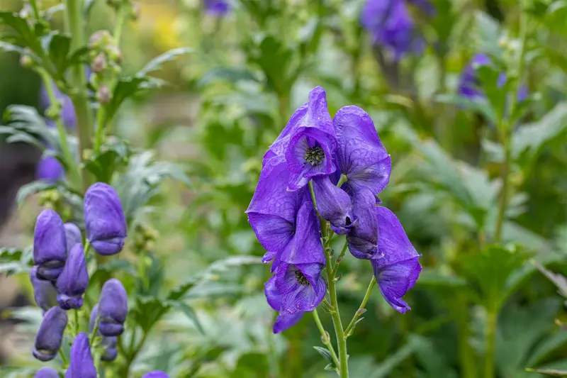 aconitum carm. 'arendsii' P11 - afbeelding 1