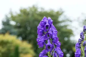 aconitum carm. 'arendsii' P11 - afbeelding 2