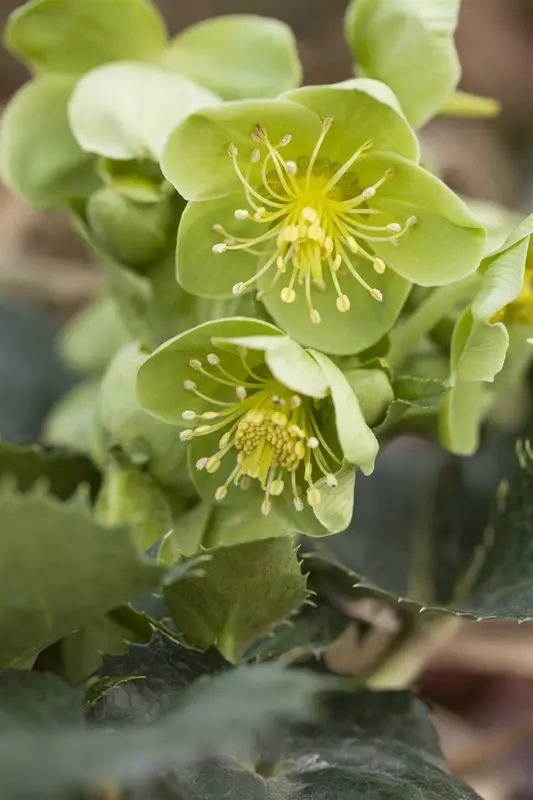 helleborus argutifolius P11 - afbeelding 1