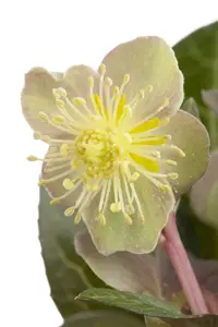 helleborus argutifolius P11 - afbeelding 2