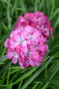 armeria maritima rose P10.5