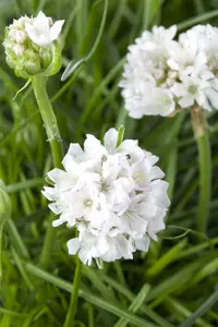 armeria maritima white P10.5