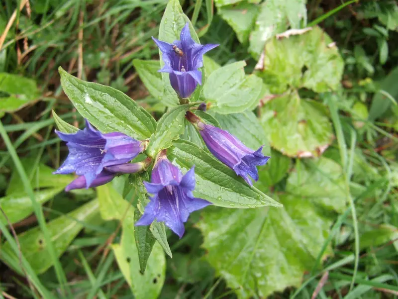 gentiana asclepiadea P9 - afbeelding 2