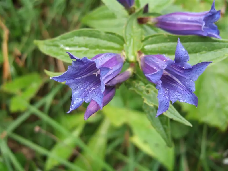 gentiana asclepiadea P9 - afbeelding 3