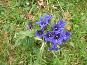 gentiana asclepiadea P9 - afbeelding 4