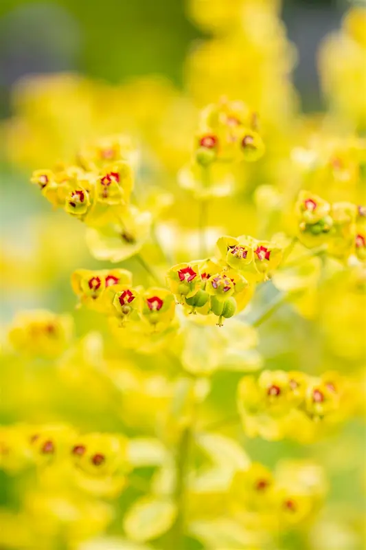 euphorbia hybr. 'ascot rainbow'® P9 - afbeelding 4