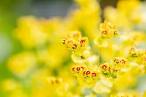 euphorbia hybr. 'ascot rainbow'® P9 - afbeelding 3