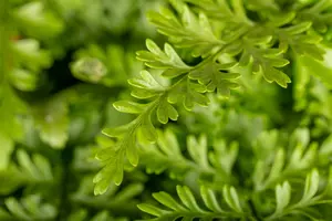 asplenium parvati - afbeelding 2