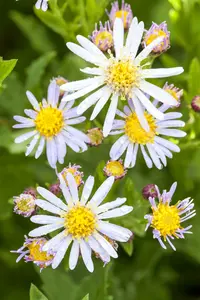 Aster ageratoides 'Asran' P9