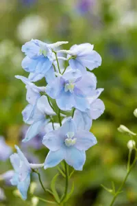 delphinium (p) 'astolat' P11 - afbeelding 3