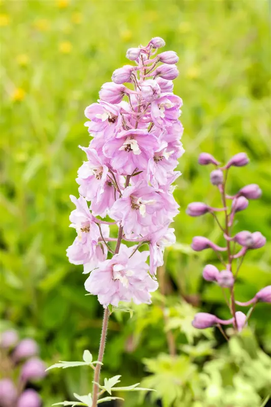 delphinium (p) 'astolat' P11 - afbeelding 4