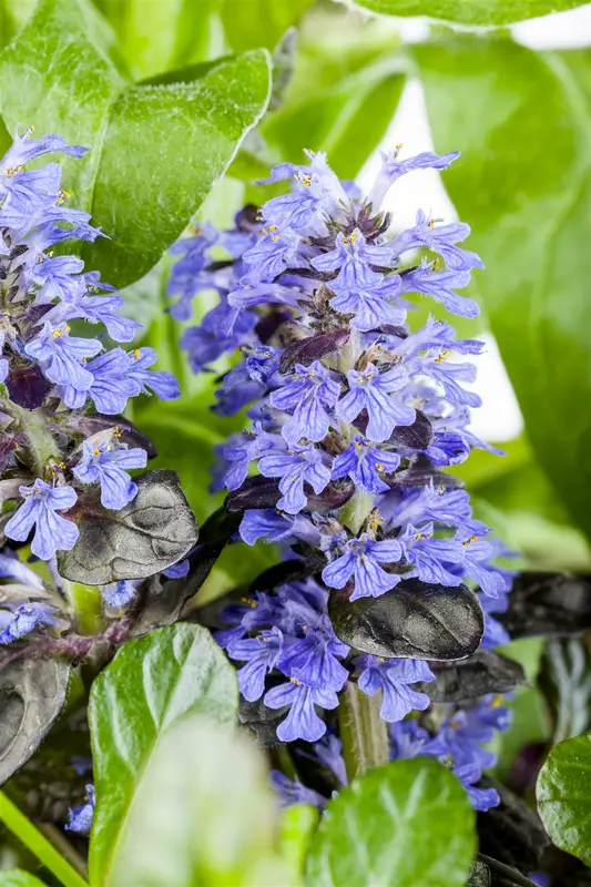 ajuga reptans 'atropurpurea' P11 - afbeelding 1