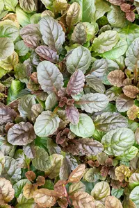 ajuga reptans 'atropurpurea' P11 - afbeelding 4