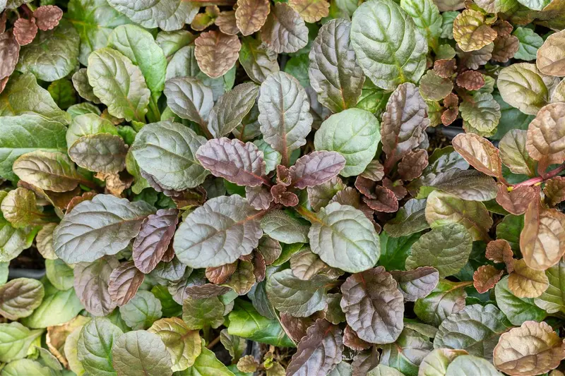 ajuga reptans 'atropurpurea' P11 - afbeelding 5