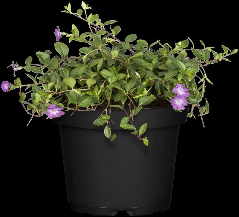 vinca minor 'atropurpurea' P11