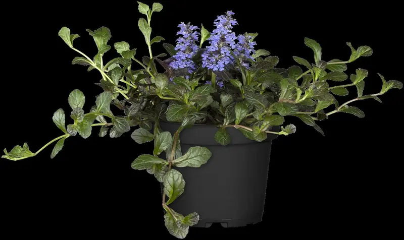 ajuga reptans 'atropurpurea' P11 - afbeelding 2