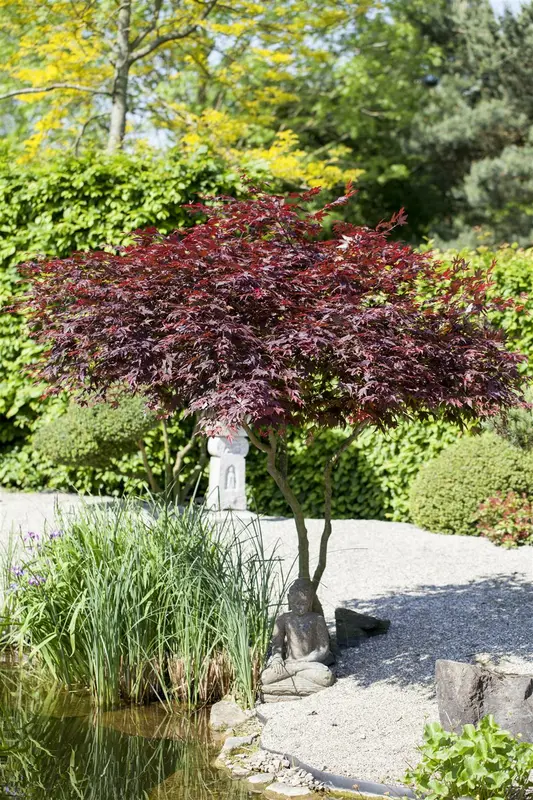 acer palm. 'atropurpureum' (50- 60cm) - afbeelding 4