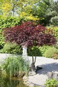 acer palm. 'atropurpureum' (160-180 cm) - afbeelding 4