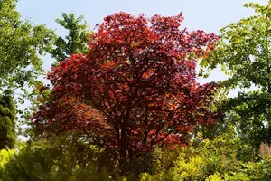 acer palm. 'atropurpureum' (50- 60cm) - afbeelding 2