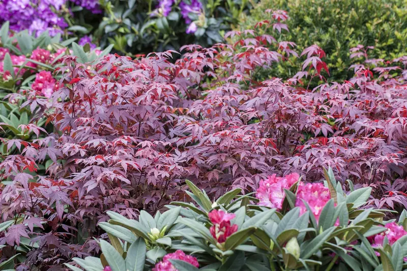 acer palm. 'atropurpureum' (160-180 cm) - afbeelding 5