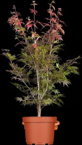 acer palm. 'atropurpureum' (50- 60cm) - afbeelding 3