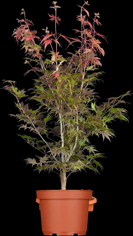 acer palm. 'atropurpureum' (100-125 cm) - afbeelding 3