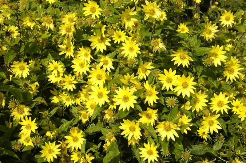 helianthus atrorubens P9 - afbeelding 4