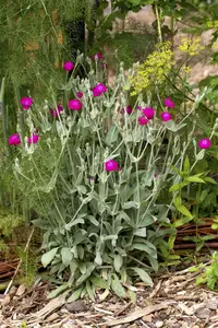 lychnis coronaria 'atrosanguinea' P11 - afbeelding 1