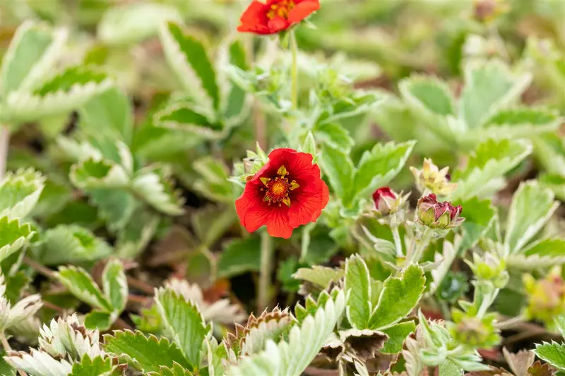 potentilla atrosanguinea P11 - afbeelding 1