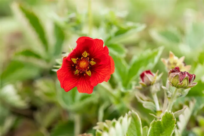 potentilla atrosanguinea P11 - afbeelding 2