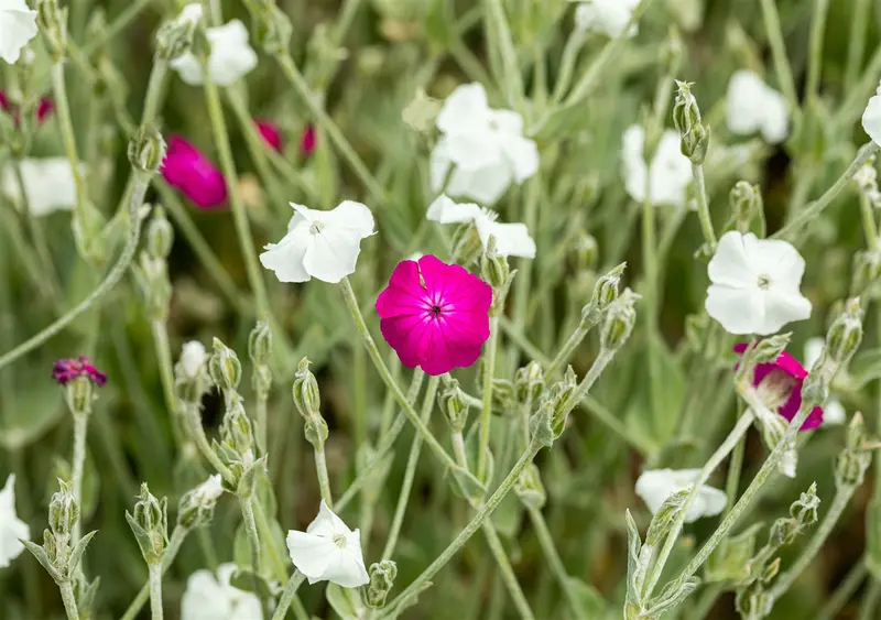 lychnis coronaria 'atrosanguinea' P10.5 - afbeelding 2