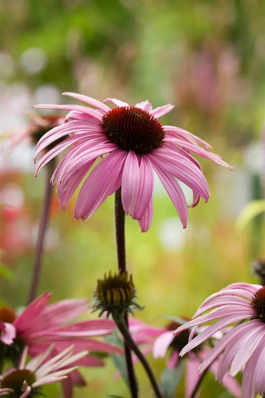 echinacea purp. 'augustkönigin' P9 - afbeelding 2