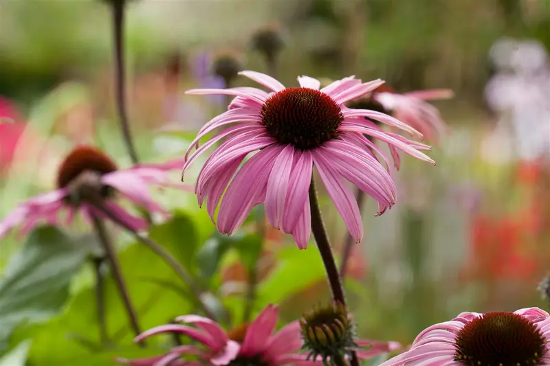 echinacea purp. 'augustkönigin' P9 - afbeelding 1