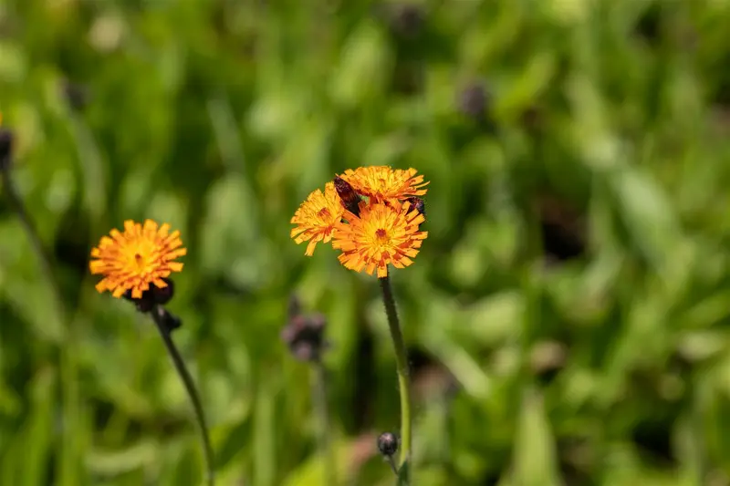 hieracium aurantiacum P11 - afbeelding 1