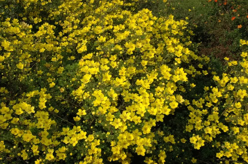 potentilla aurea P11