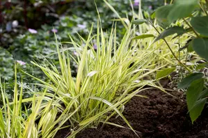 hakonechloa macra 'aureola' P9 - afbeelding 1