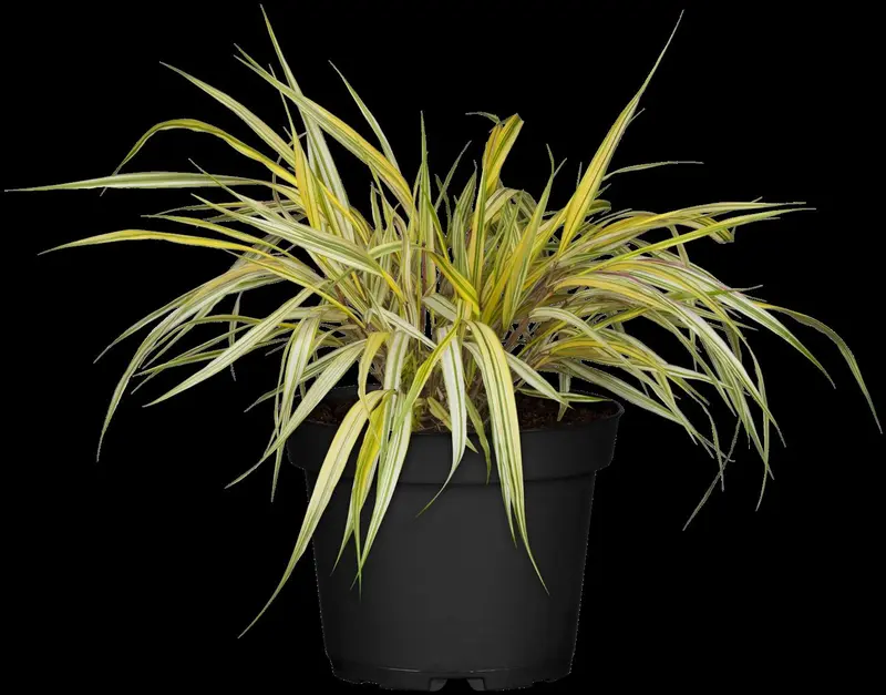 hakonechloa macra 'aureola' P11 - afbeelding 2