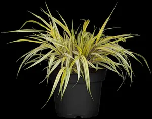 hakonechloa macra 'aureola' P9 - afbeelding 2