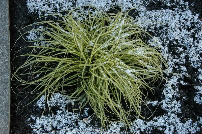 carex morrowii 'aureovariegata' P11