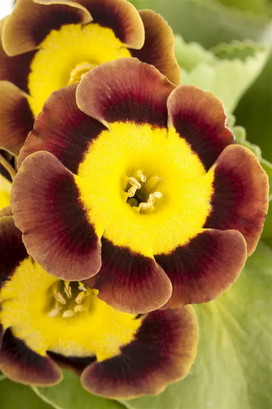 primula auricula ( lutea) P9 - afbeelding 5