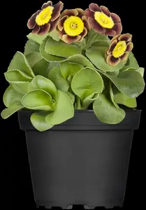 primula auricula ( lutea) P9 - afbeelding 2