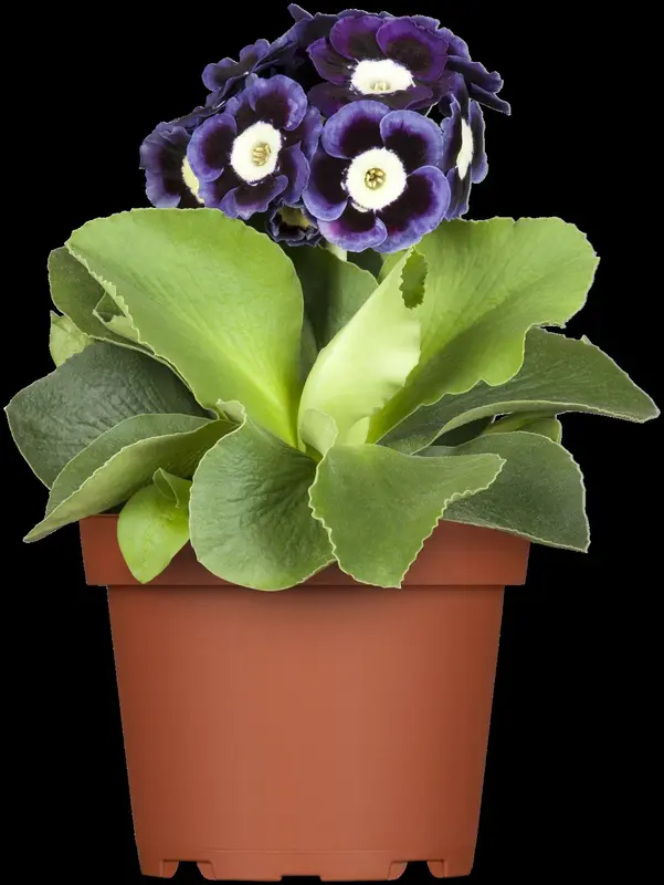 primula auricula ( lutea) P9 - afbeelding 1