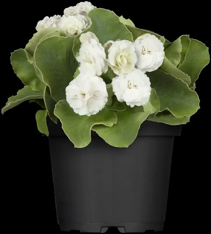 primula auricula ( lutea) P9 - afbeelding 3