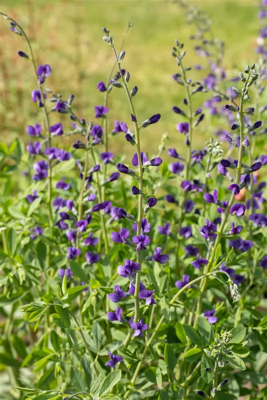 baptisia australis P9 - afbeelding 2