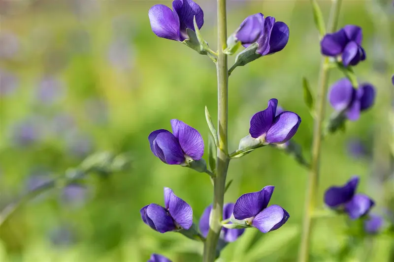 baptisia australis P9 - afbeelding 1