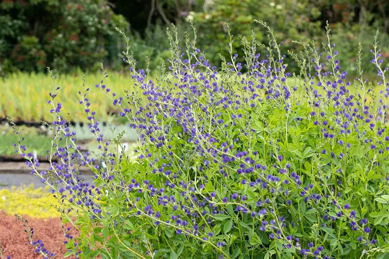 baptisia australis P9 - afbeelding 3