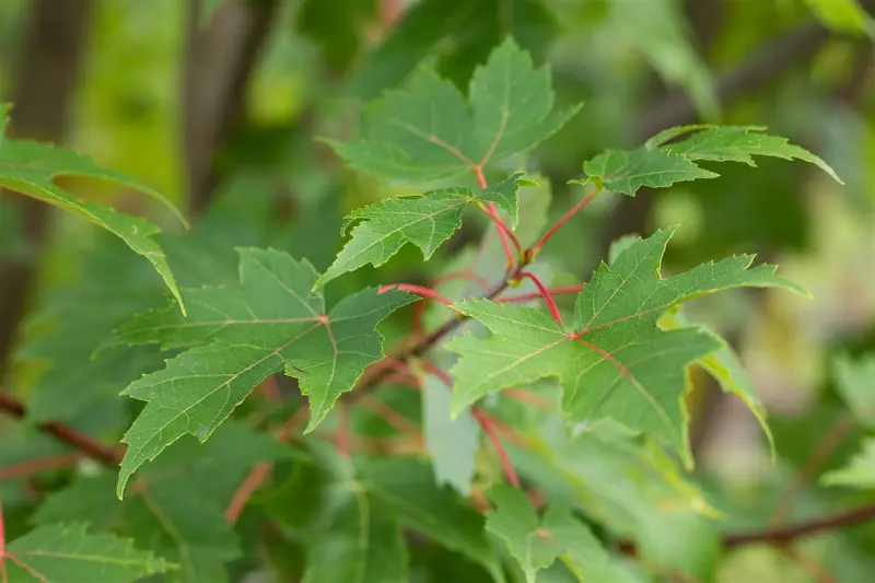 acer freem. 'autumn blaze' ( 'jeffersred') 8/10 - afbeelding 3