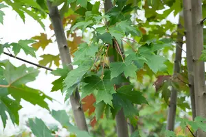 acer freem. 'autumn blaze' ( 'jeffersred') 10/12 - afbeelding 2